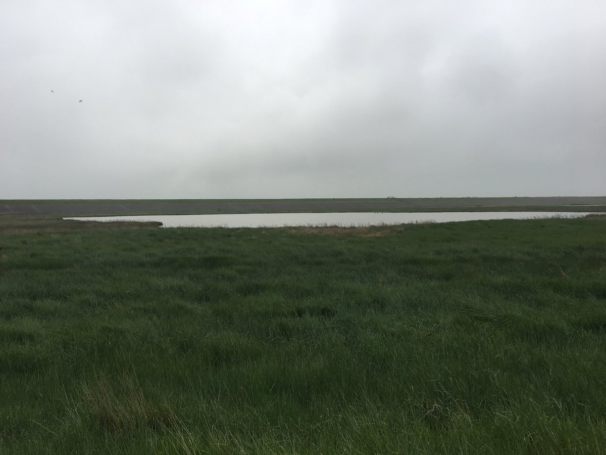 waddenliefde's tweet photo. Hier stonden kluten en een lepelaar te eten.
Tot mensen besloten dat de ontelbare paaltjes ‘kwetsbaar gebied’ niet voor hun golden.
‘Oh leuk een nest. Fijn voor de foto.’

Denk toch eens na mensen! Je mag bijna overal de kwelder in. Mogen de vogels op een heel klein stukje rust? https://t.co/WSUnmgy3M6