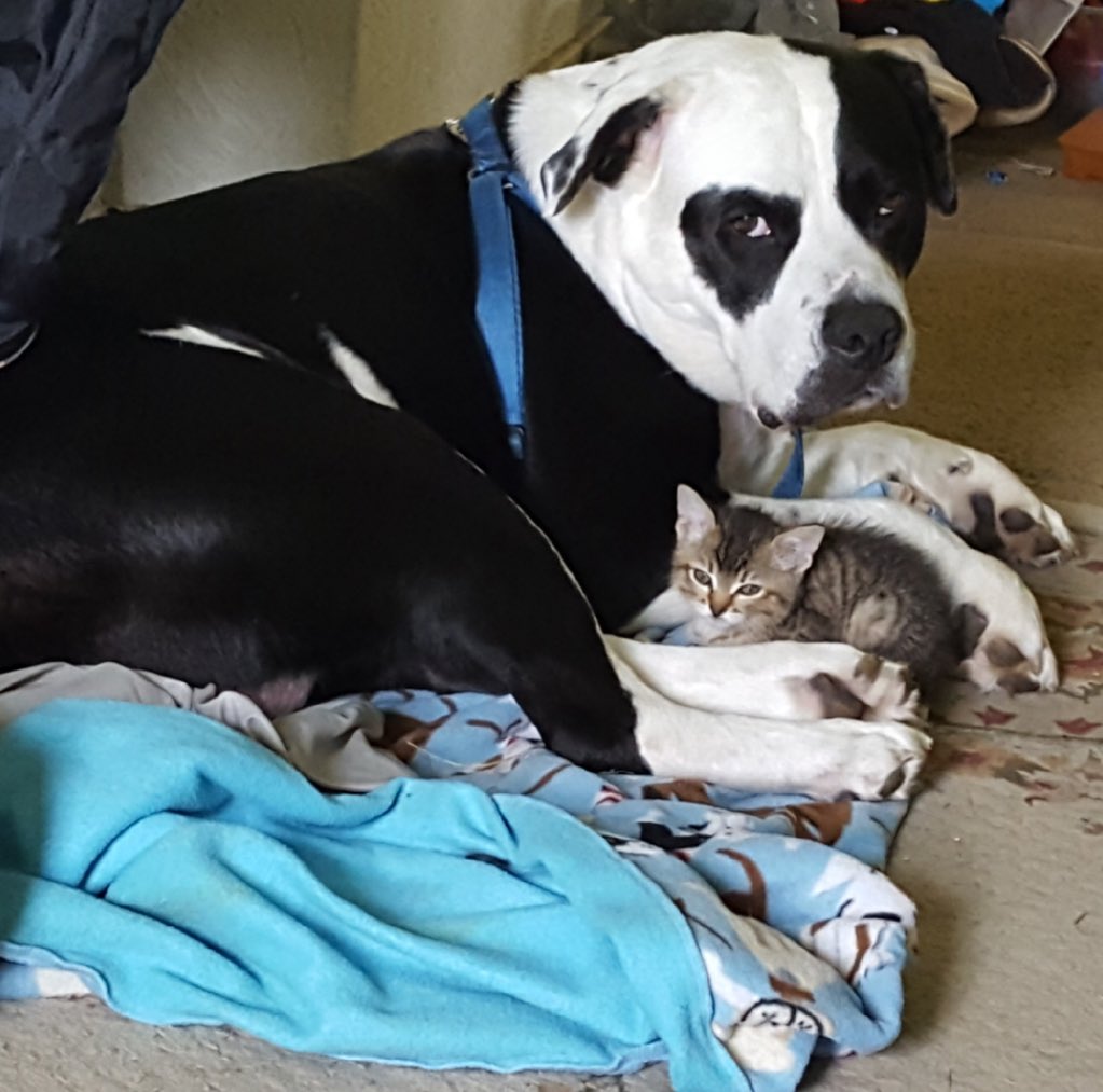 PhoebeMousebane's tweet photo. Hey Twitpurr, wanted to introduce my BFF, Titan, an American Bulldog. (We are both named after moons of Saturn.) this pic was from before my surgery. He outweighs me by 94 lbs. but I’m gaining on him. Look at that face. He knows who is in charge. #mainecoon #americanbulldog https://t.co/DveMlU8L9p