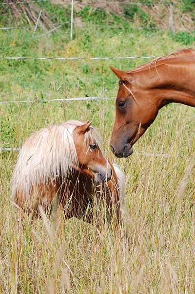 HorsemanshipNet's tweet photo. Who you looking at?!#horsemanship #horses #horsemanshipnet #horsetraining #riding #equestrian #equine https://t.co/chJHJE8jXo