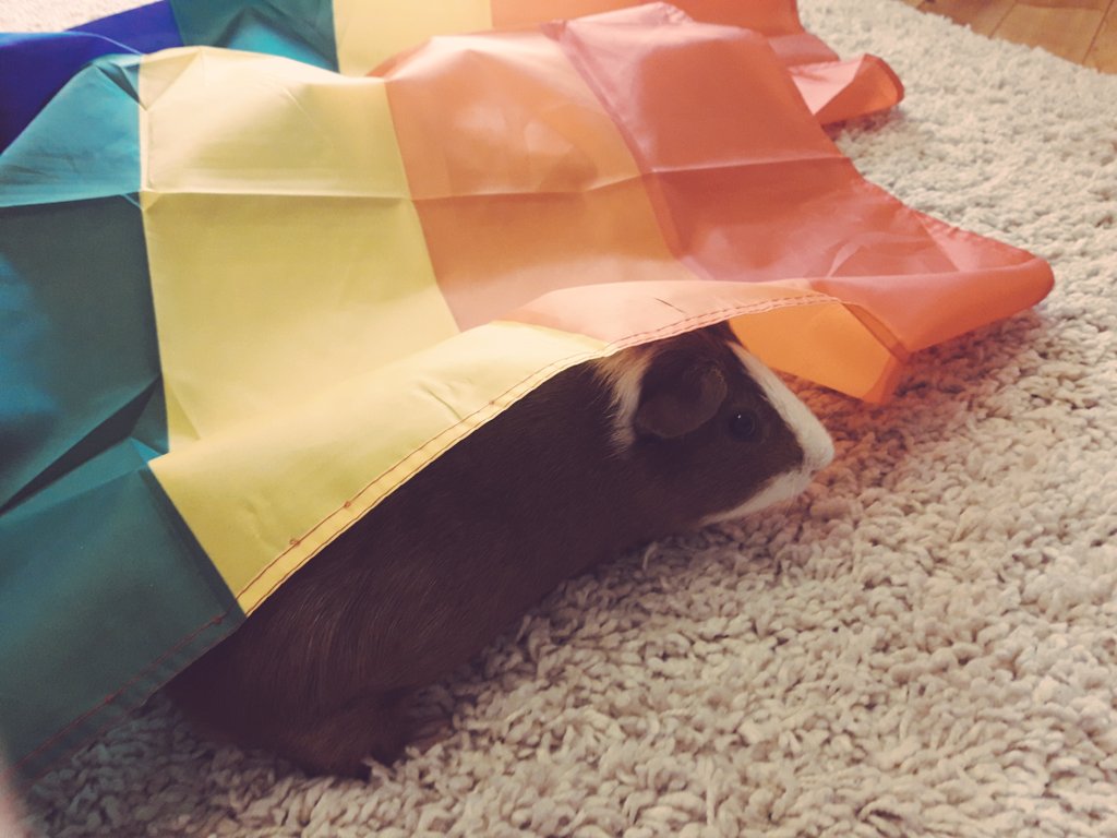 alittIehell's tweet photo. "Gay Rights!"
- my guinea pig https://t.co/Tz3YuvVRvD