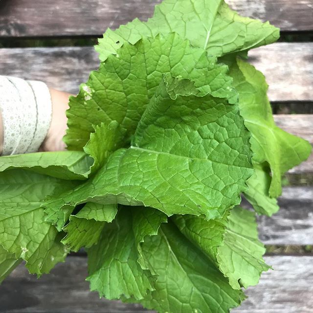 kscheib's tweet photo. Looks like we’ll be having #mustardgreens for dinner, thanks to our dacha neighbour #горчица #горчицалистовая #надаче #ужен #номномном #dachalife #52newthings #foodstagram
#22of52 #senfblätter #nofilter https://t.co/CSjCopBNpL https://t.co/rga9M2Ps54