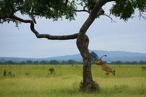 Email us for the best and affordable safaris in #Tanzania 
Email: taitravellers@gmail.com
+255 768 145675