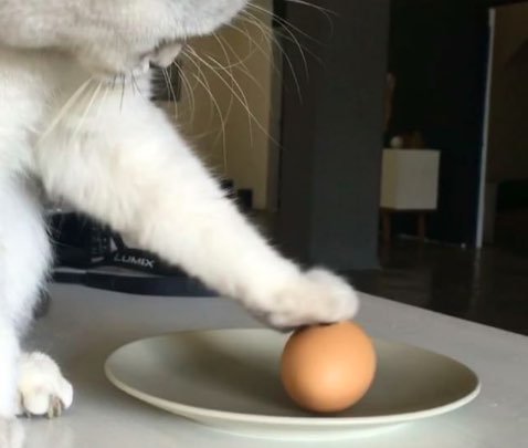 CatFoodBreath's tweet photo. #NationalEggDay 
Celebrate in style!
Bat, bat, splat. https://t.co/Yl5qwe1IPT