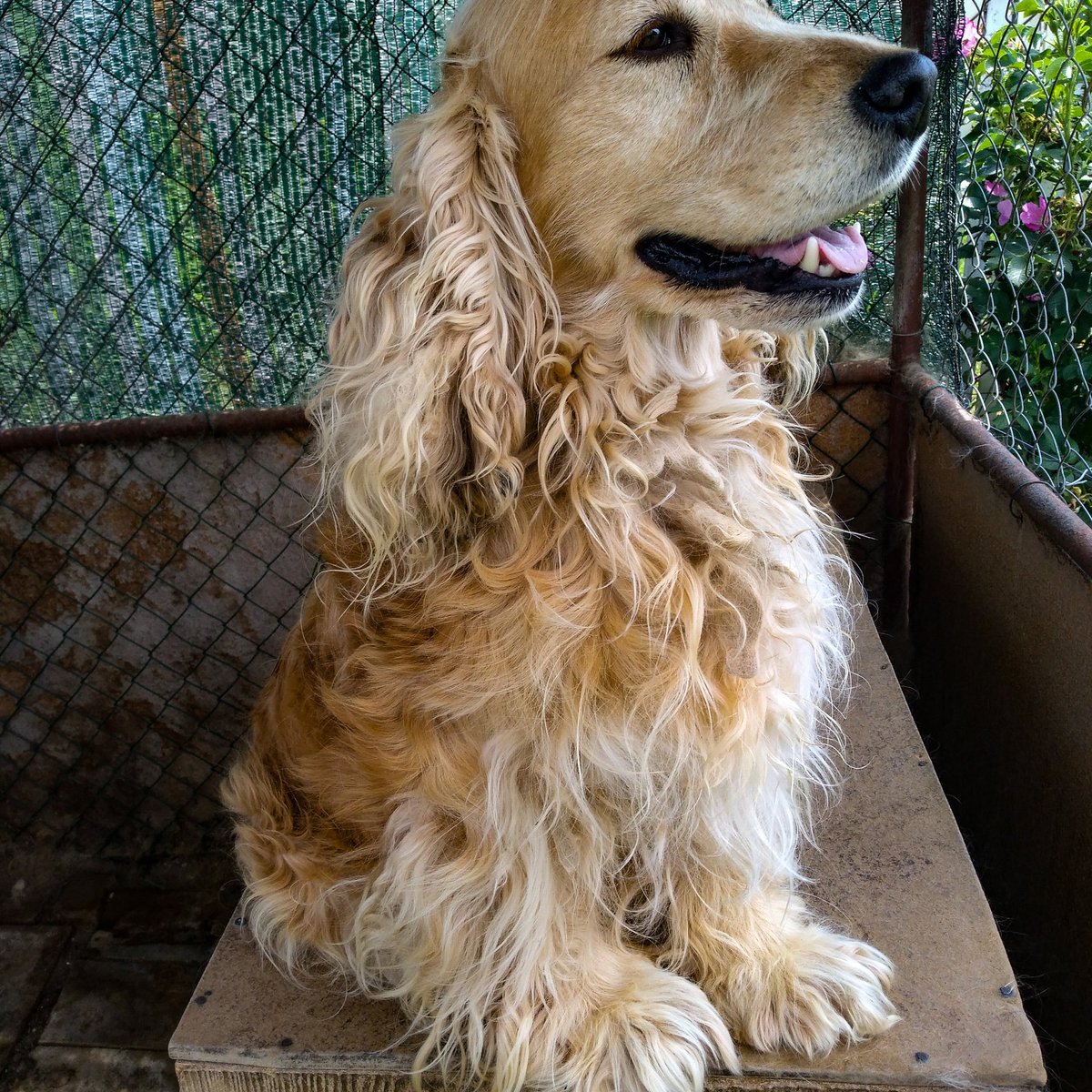 #dogs #doggy #nature #SaveLucifer #Photography #Photo #photograph #PrideMonth