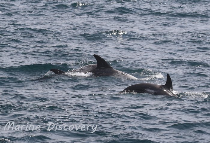 Marine_Discover's tweet photo. Amazing #Rissos #dolphin encounter yesterday afternoon in #MountsBay. Tailslapping and breaching behaviours witnessed #cornwallwildlifewatching #penzanceboattrips #cornwalldolphins https://t.co/Be85oNuQuO