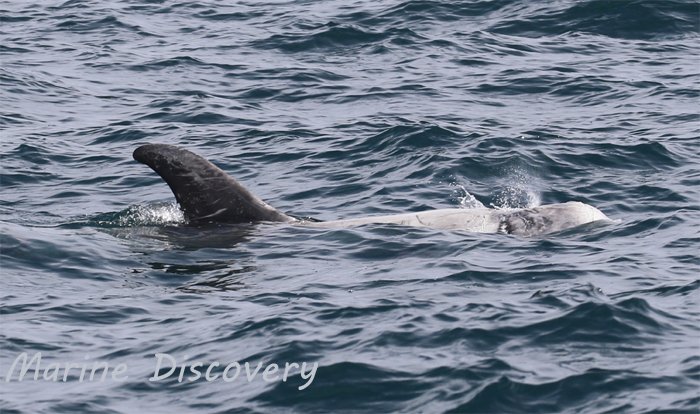 Marine_Discover's tweet photo. Amazing #Rissos #dolphin encounter yesterday afternoon in #MountsBay. Tailslapping and breaching behaviours witnessed #cornwallwildlifewatching #penzanceboattrips #cornwalldolphins https://t.co/Be85oNuQuO