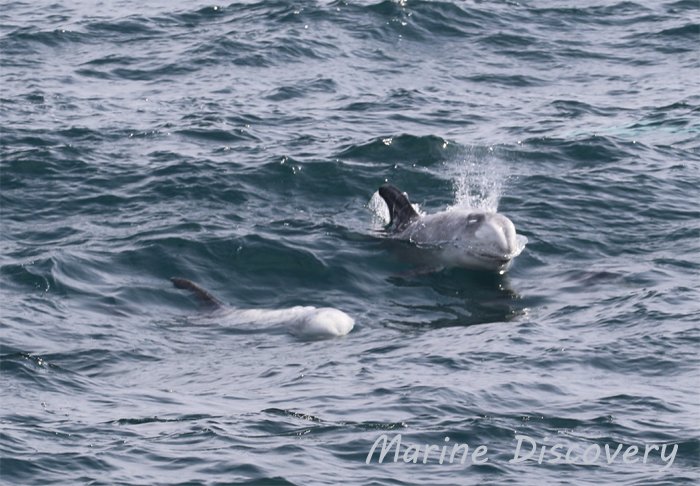 Marine_Discover's tweet photo. Amazing #Rissos #dolphin encounter yesterday afternoon in #MountsBay. Tailslapping and breaching behaviours witnessed #cornwallwildlifewatching #penzanceboattrips #cornwalldolphins https://t.co/Be85oNuQuO