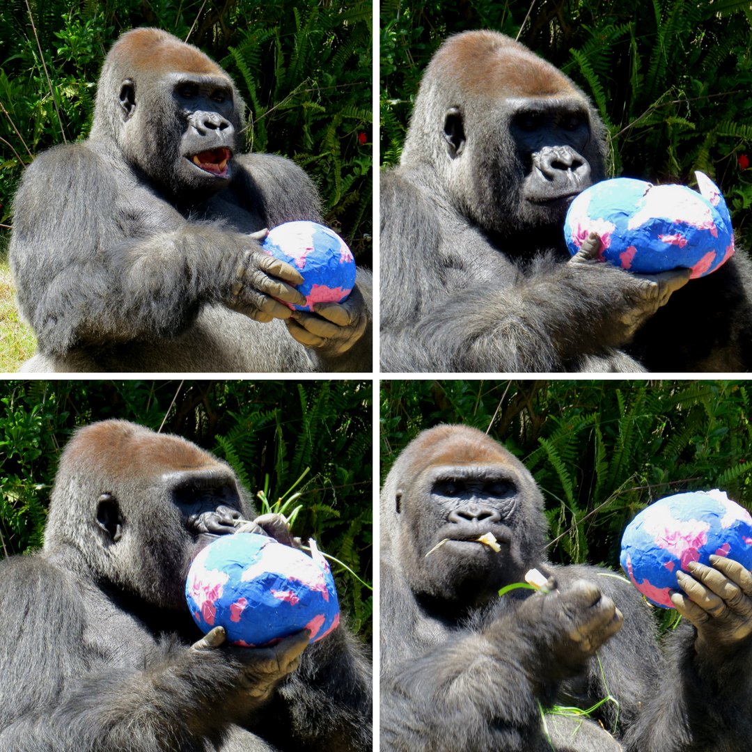 LAZoo's tweet image. Kelly shows ❤️ for 🌎… unconventionally. Show ❤️ for 🌎 by e-recycling at the #LAZoo, avoiding palm oil, or planting a bird garden.
♻️ @eco_cell info: lazoo.org/wp-new/wp-cont…
🌴 @CheyenneMtnZoo palm oil tips: cmzoo.org/palmoil
🐦 Garden ideas: lazoo.org/animals/birdga…