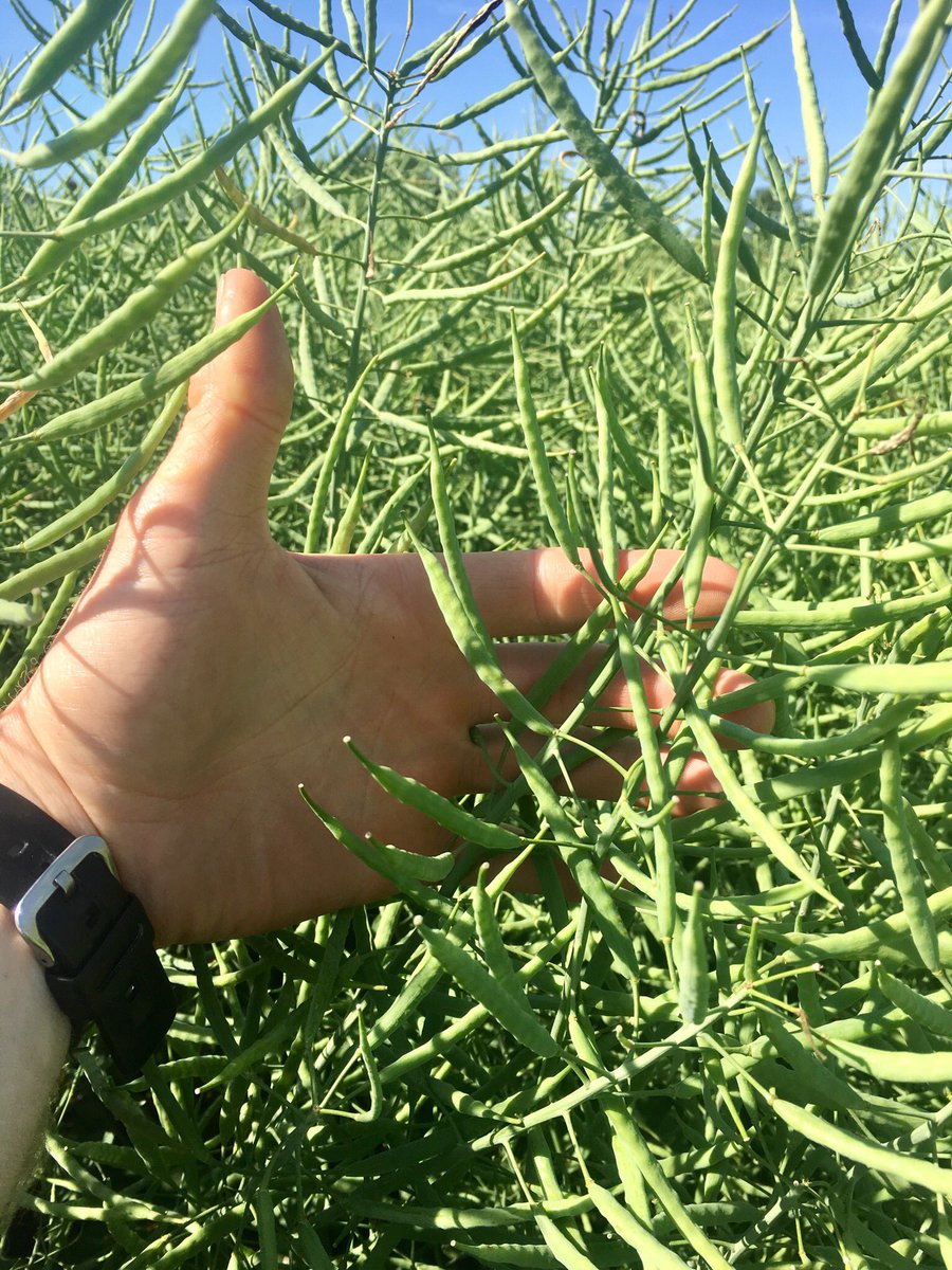 OOOfarmer's tweet photo. #normalsizedhands @TWBFarms https://t.co/b9cLKouuqe