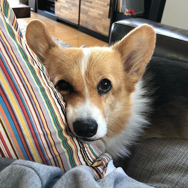 andthreecorgis's tweet photo. Look into my eyes and fall in love 💓💓💓 #threecorgis #corgi .
.
.
.
.
#loveinyoureyes #furbaby #prettygirls #girldogsrule #sunday #cuteanimals #portrait https://t.co/vnE3NIfB0a https://t.co/0ARKTOp92C