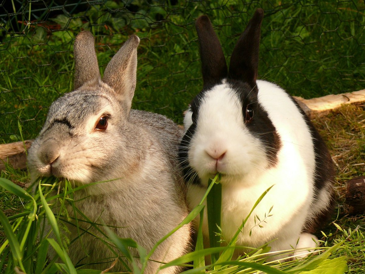 #DidYouKnow 15% of a #rabbit’s diet should consist of a variety of plants &amp; vegetables- courgettes, spring greens, broccoli, curly kale, dandelions and burdock are some good options #RabbitAwarenessWeek #RAW2018 <a href="/rabbitawareness/">RabbitAwareness</a>