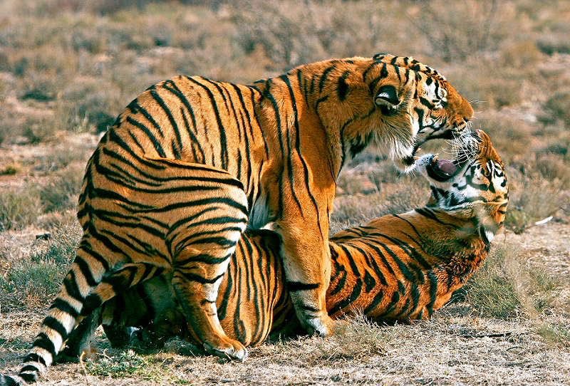 Тигры занимаются. Тигр спаривается с тигрицей. Тигр с тигренком. Спаривание тигров. Спаривание тигров.