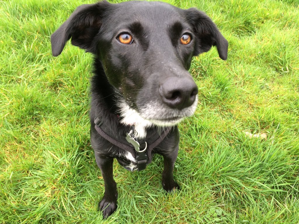 AdMcC09's tweet photo. @my_dogs_bf @dogzombieblog @VetBehaviorIL This is def what happened to my dog Minnie, she's always been a highly intelligent,over emotional stresshead. Dumped in a box in a field, then brought to Monaghan Pound before being fostered before her time was up. I can only imagine the horrid life her mum lived in rural Ireland https://t.co/0Ssg6oHQdw