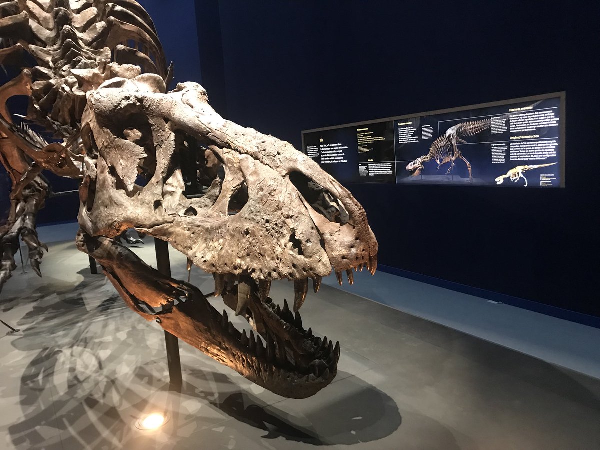 Derniers réglages pour l’exposition TYREX.
À partir de mardi vous pourrez découvrir TRIX ce tyrannosaure de 12,5m de long et vieux de 67 millions d année... IMPRESSIONNANT...!!!