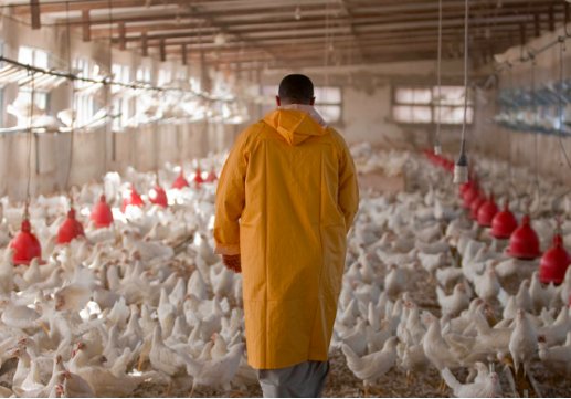 FAO Chile tweet media