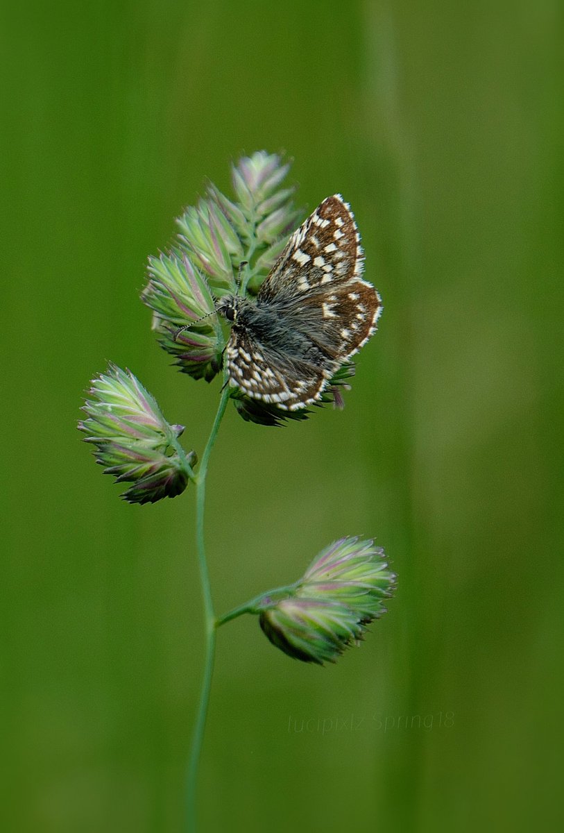 Thanks for all your kind views and likes.. sweet dreams you all. #GrizzledSkipper @wildlife_uk