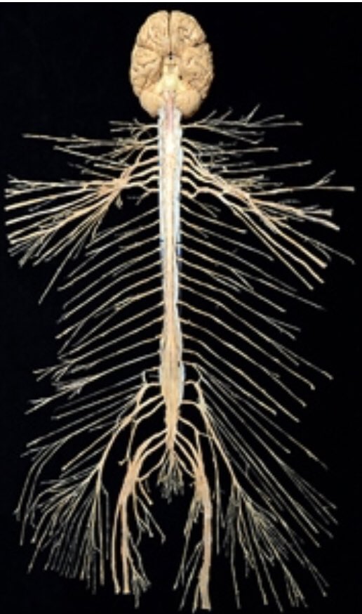 Retlouping's tweet image. We have a tendency to break things up into understandable chunks, create simple models &amp;amp; base our decisions about treatment on this disection &amp;amp; simplicity. We forget that the bits are part of a complex whole &amp;amp; our models do not really reflect the complexity.
#nervoussystem.