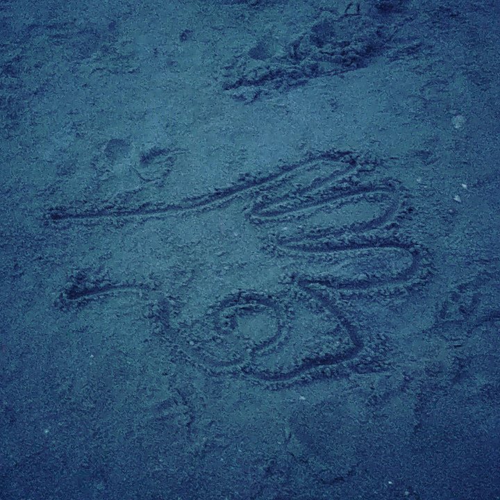 mistercutlip's tweet photo. @JuJones222 found it just laying harmlessly on the beach https://t.co/T6aot2dVRz
