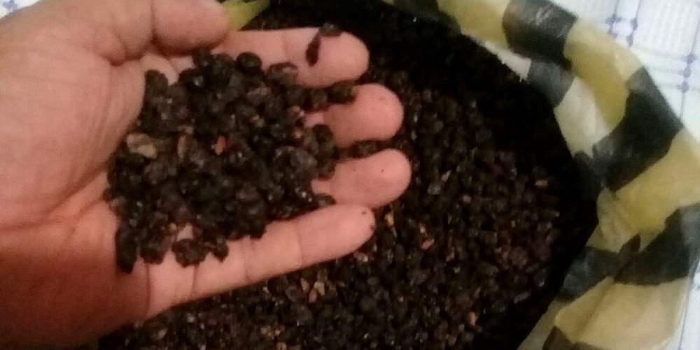 TropicalTrees's tweet photo. The Guarataro trees ((Vitex orinocensis) is important for wildlife. This year we are once again planting #Guarataro trees and considering doing a technical profile or study of the tree for reforestation purposes @TropicalTrees https://t.co/rZsLAWnefl