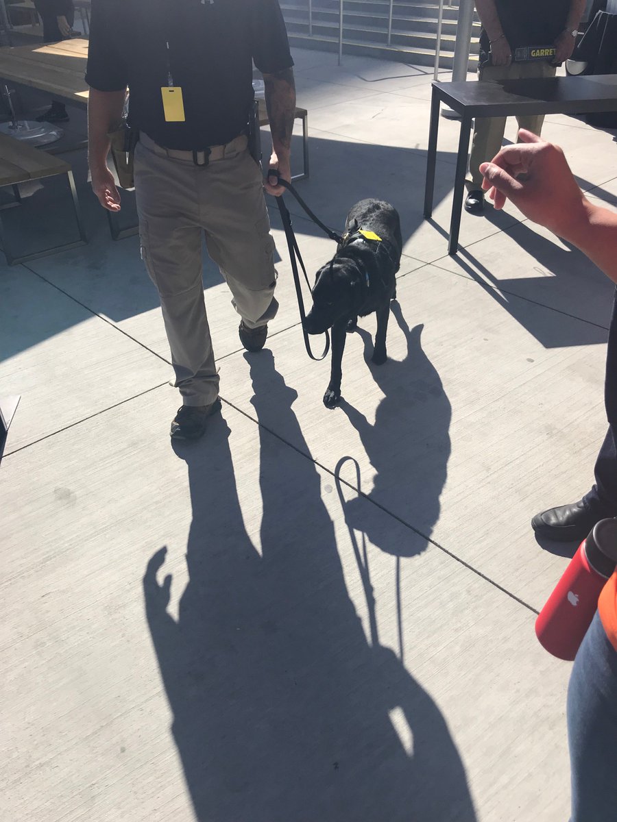 ericjboyd's tweet photo. Happy to see the happiest of employees working today! 
@DogsOfWWDC 
#dogsofwwdc https://t.co/a96modYN73