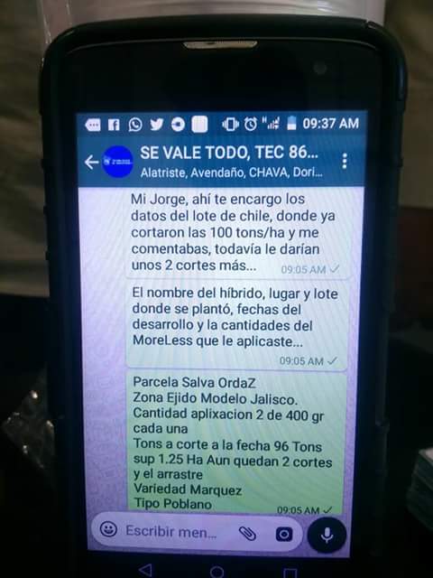 LuisAlbertoPadi's tweet photo. #Chilepoblano a campo abierto, finalmente, después de 4 aplicaciones de 400 grs de #Moreless, se cosecharon 96 tons/ha., en Jalisco.. https://t.co/J7anZVrXzr