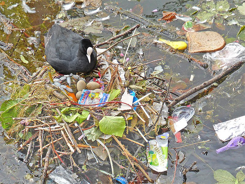 Es schon erschreckend, so konkret zu sehen, wie sehr Tiere in ihrem natürlichen Verhalten von unseren Umweltsauereien beeinträchtigt werden.
Blässhuhn brütend im Müll - mitten im touristischen Hotspot: bit.ly/2xKnqDU