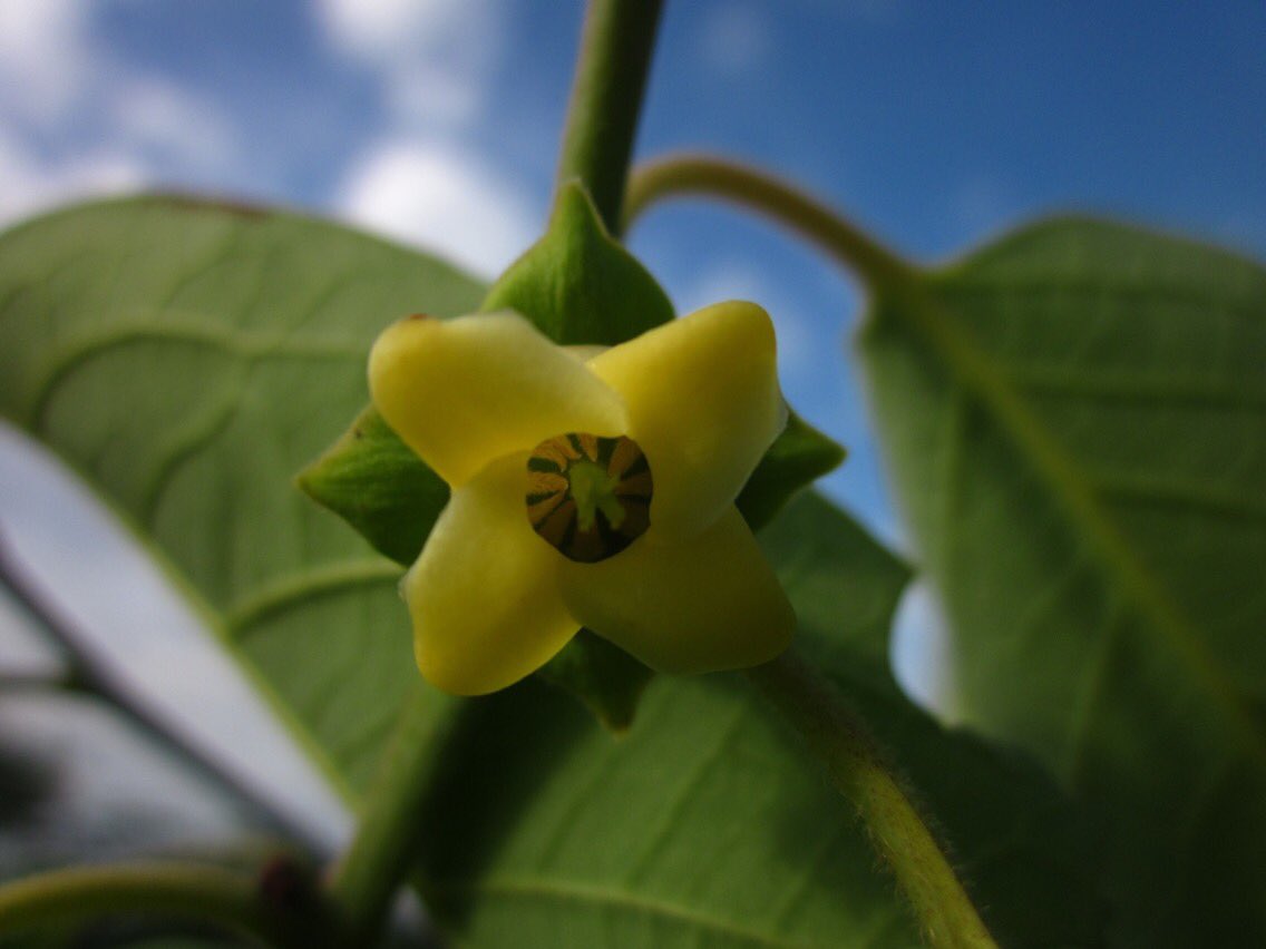 Center4UrbanAg's tweet photo. Our persimmon trees are in bloom! These small yellow flowers will be visited by pollinating insects and develop into fruits that will ripen in the fall. #persimmon #diospyros #bloomingnow #urbanorchard #moretreesplease https://t.co/HH38mrt77U