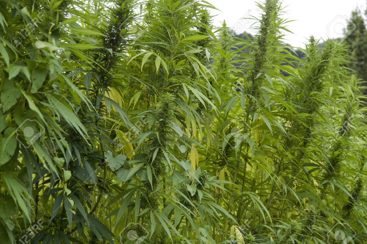 ow.ly/LRvh30kjuCY - DEA Internal Directive Regarding the Presence of Cannabinoids in Products and Materials Made from the Cannabis Plant #cbd #wellness #mmj #cbdhempoil #cbdoil