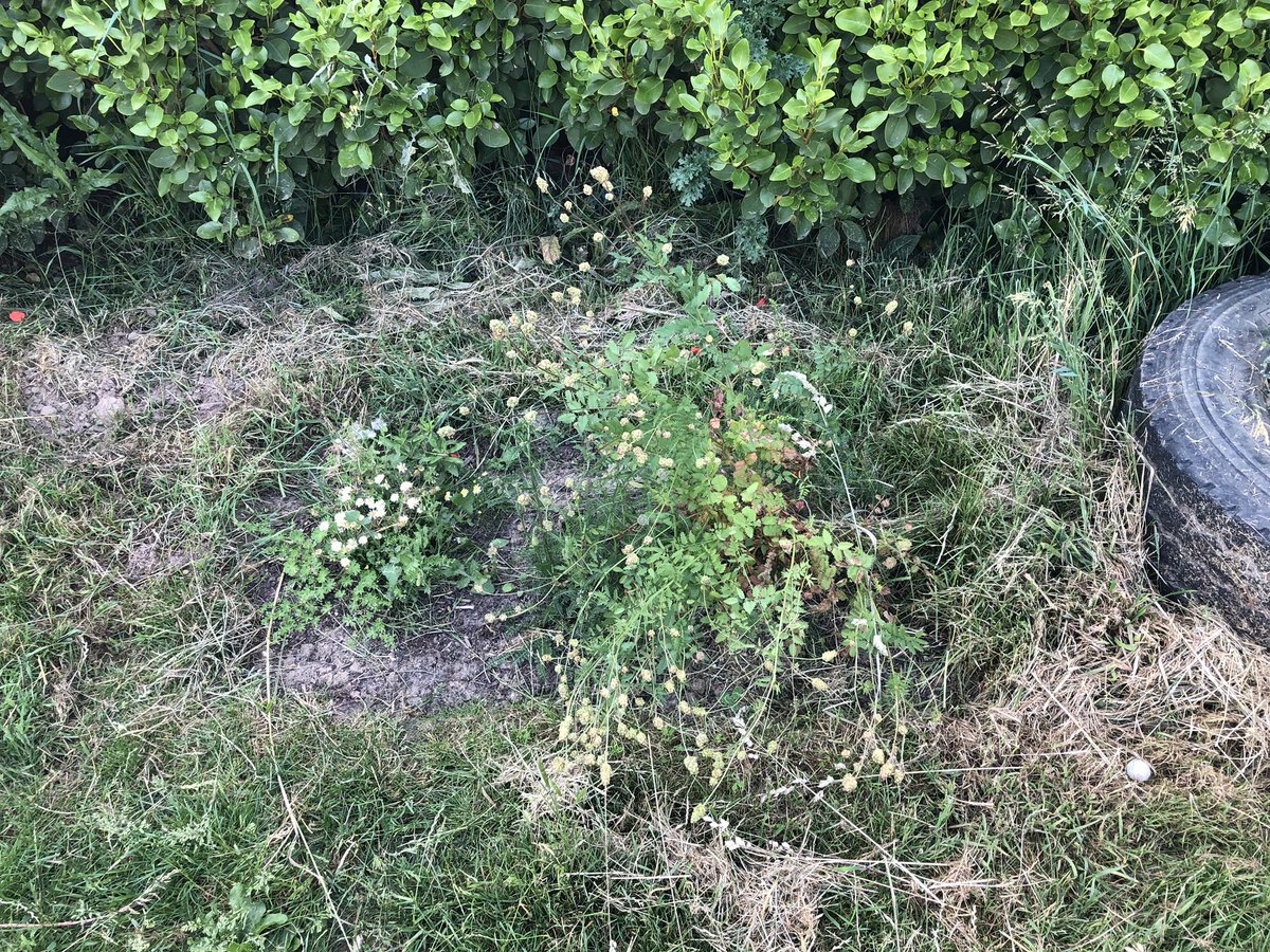 Riverside Garden tweet media