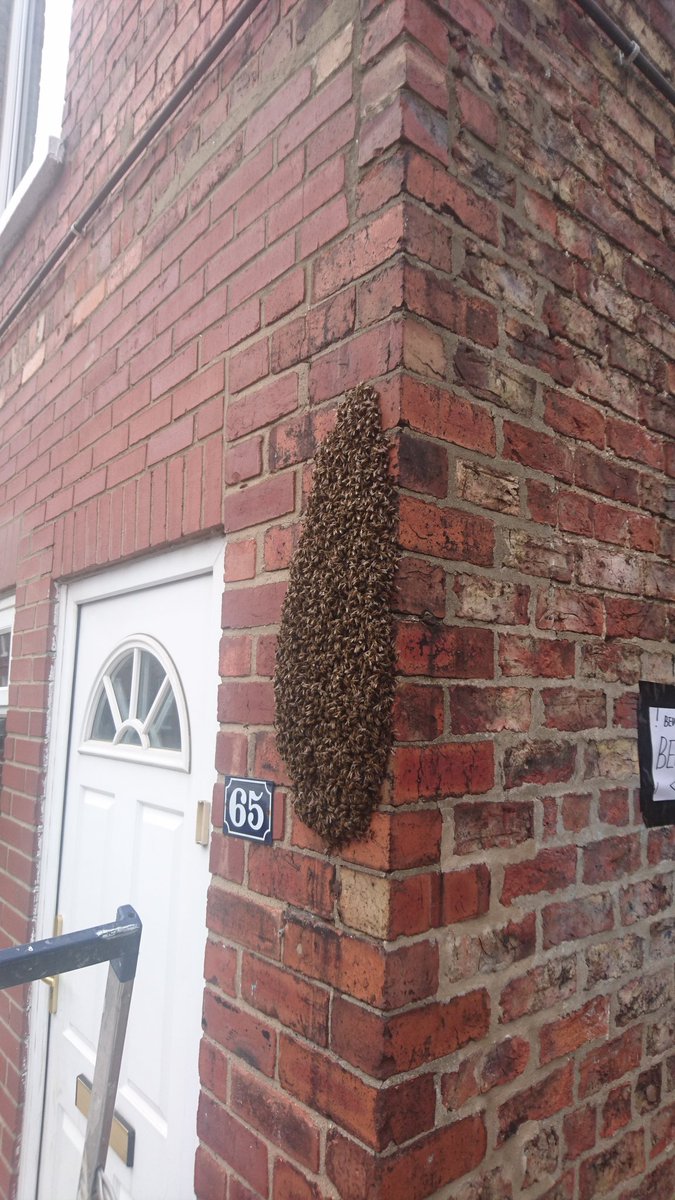 York Beekeepers tweet media