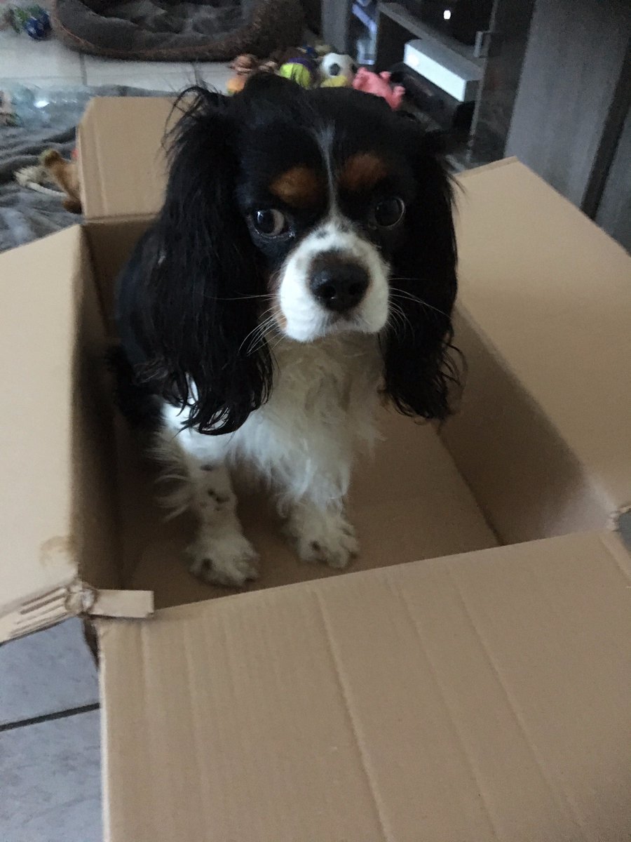 LordMaxCkc's tweet photo. 🇬🇧 Well well... what I can do now ?! 🇫🇷 Huuuum... je fais quoi maintenant ?! #playwithdaddy #CavalierKingCharles #dogsoftwitter https://t.co/k8Pc8movHO