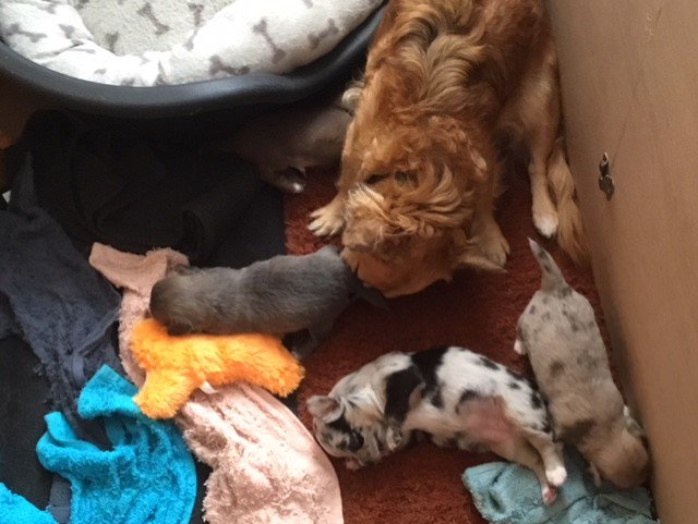 hiet een nestje chihuahua puppies van 4 weken oud, 4 pups , 2 reutjes en 2 teefjes, nog 1 reutje voor de verkoop beschikbaar