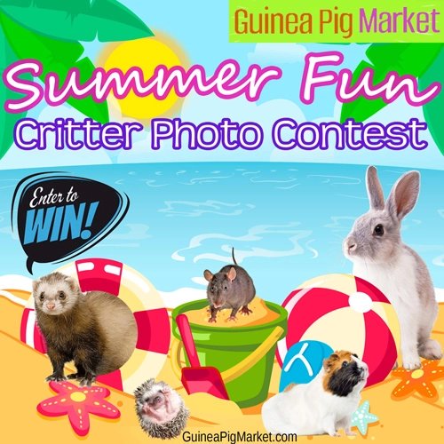 guineapigmkt's tweet photo. Enter our contest! https://t.co/0c5KcuJuvE #guineapig #cuteanimals #guineapigs #rats #hedgehogs #rabbits #ferrets #chinchillas #freebies #contest https://t.co/ZyCYZ6Nwec