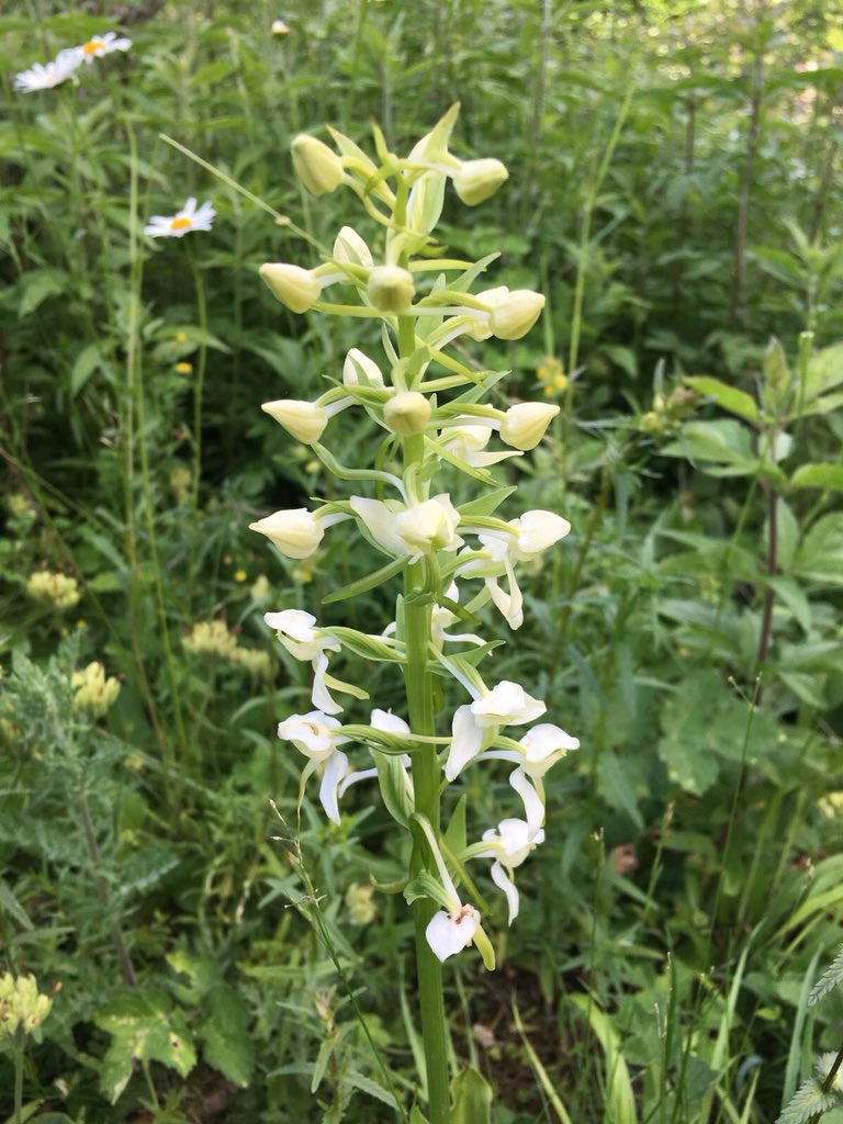 EmmaSharpe26's tweet photo. Lesser Butrerfly Orchid - here in my meadow. A beauty. Chickens left it alone... thank goodness! #orchids #whyonlyone https://t.co/Aa5kuI5GOM