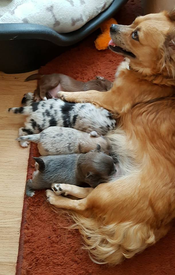 ook de pups te volgen via U Tube filmpjes en FB pagina roedelgedrag, en U tube, onder mijn eigen naam, zie aldaat