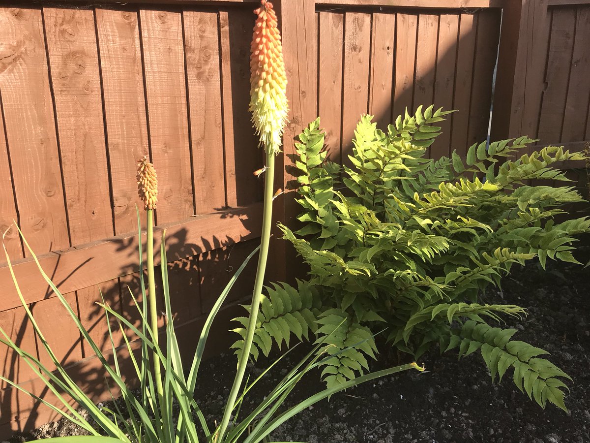 sandra_pearce's tweet photo. Been waiting over 2 years for this to flower. At last. https://t.co/1Ku556WueG