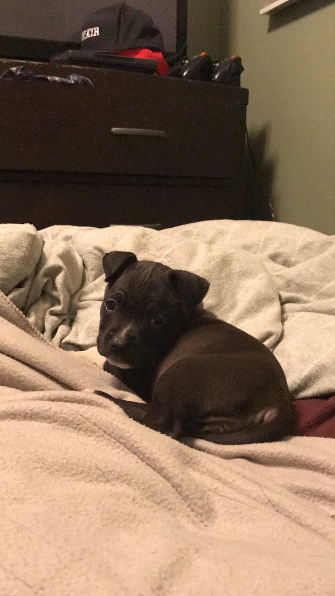 squidy710's tweet photo. A little puppy love for your Sunday 😎 meet Darla https://t.co/YcOStuJQkM