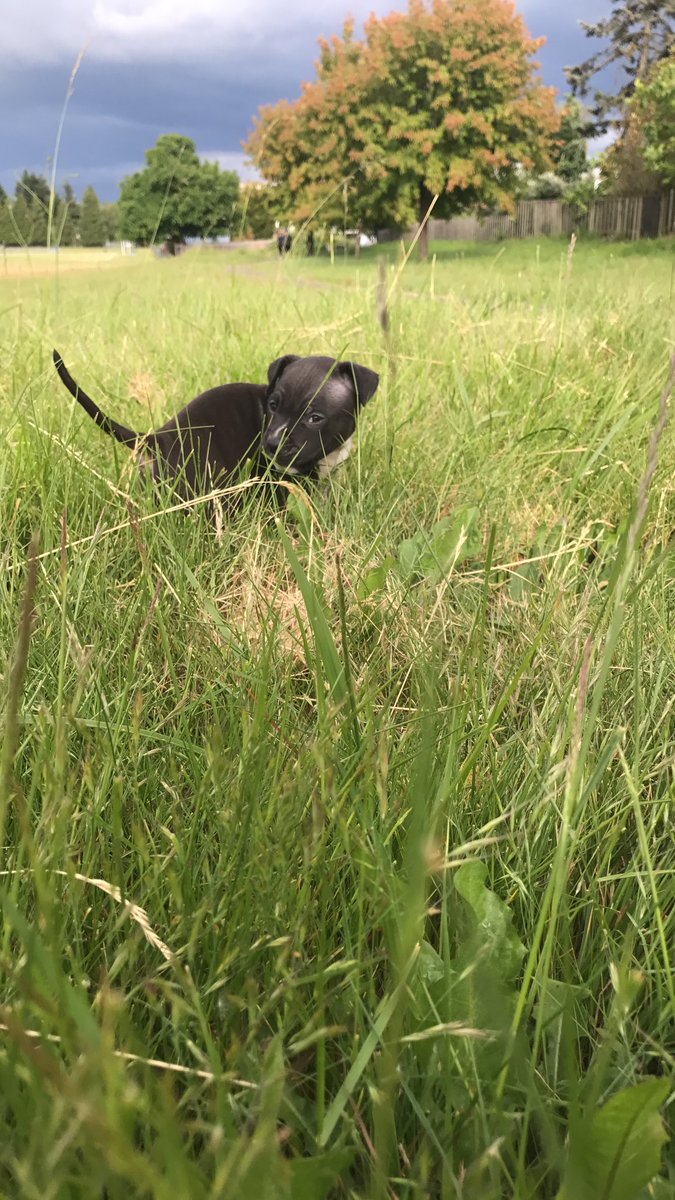 squidy710's tweet photo. A little puppy love for your Sunday 😎 meet Darla https://t.co/YcOStuJQkM