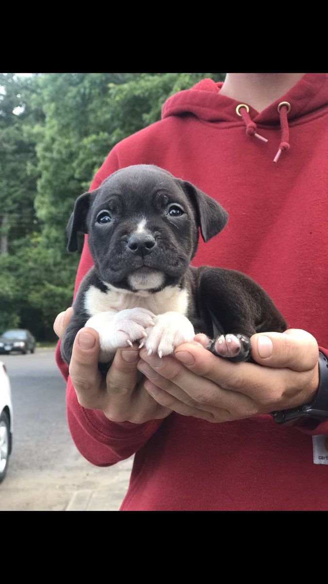 squidy710's tweet photo. A little puppy love for your Sunday 😎 meet Darla https://t.co/YcOStuJQkM