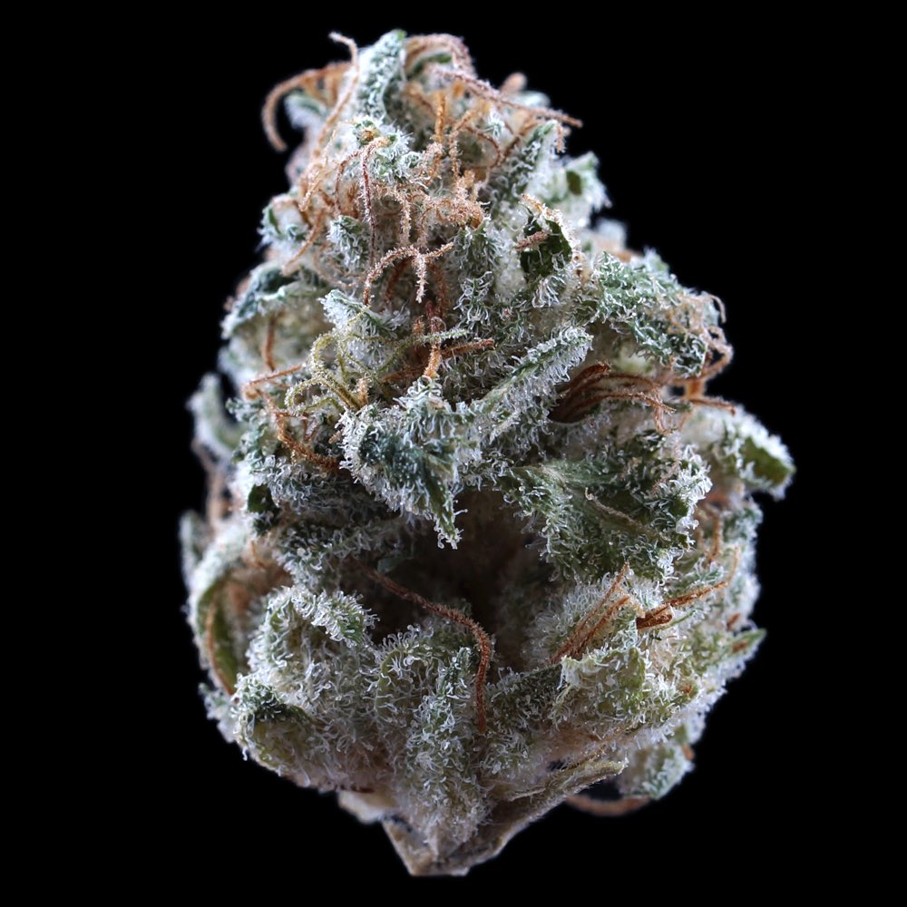 OMMFarm's tweet photo. Another beautiful shot my @macro_bud down at @thereef_stores Mr. Purple is the Granddaddy Purple crossed with Mr. Nice. #mrpurple #macrobud #OMMF #ommfarm #olympicmountainmanfarm #WAgrown #benzofarms #pnwstoners #pnw #portangelesstoners #washingtonstoners #weed #cannabis #mmj https://t.co/Cy33ohZ5UP