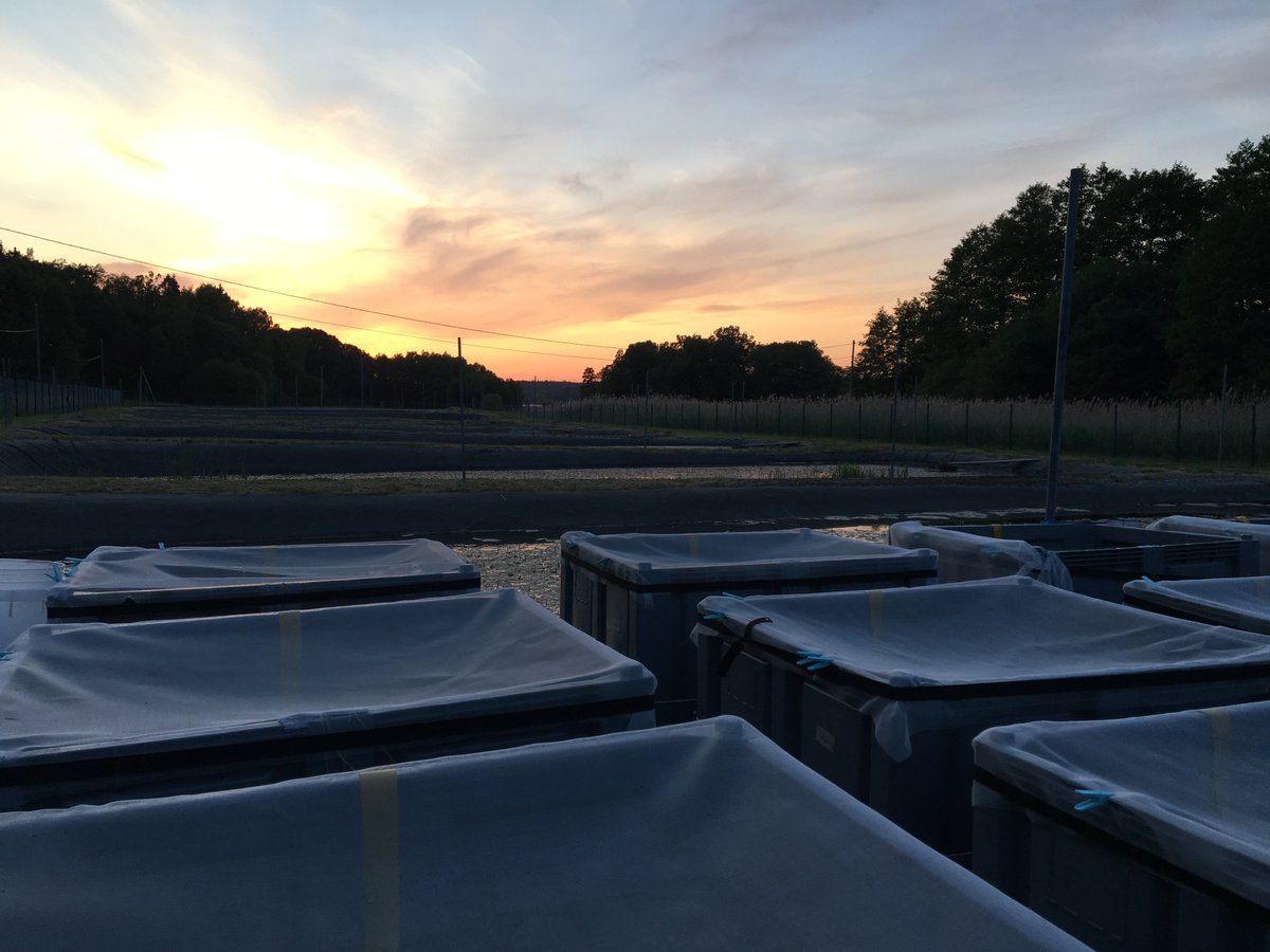 katjajrasanen's tweet image. This little emerging froglet illustrates the end of our unexpectedly rapid #mesocosm experiment 2018. Now
we are excitedly awaiting data analyses... still a lot to process before we are that far.