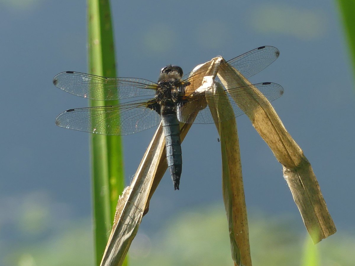 Wild_NEScot's tweet photo. @BDSdragonflies @wildlifebcn @Wild_NEScot
Also Red Eyed Damselfly and what I think must be Scarce Chaser although it seems an surprising place to see one... #teamodonata #dragonflies #dragonflyid #30DaysWild @BNHSwebsite @BDSdragonflies https://t.co/0AguKvrXsB