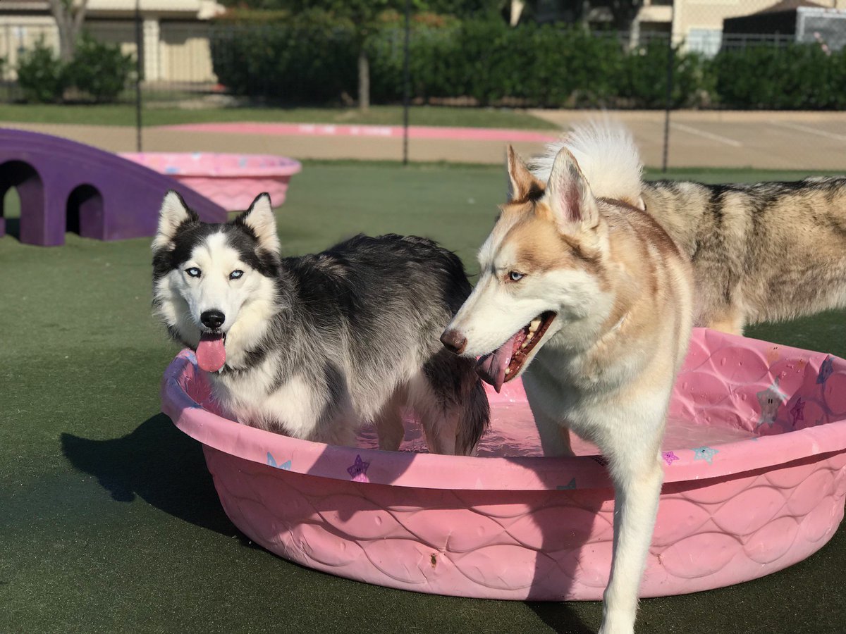 PPRCuster's tweet image. Suns out Tongues Out! Gorgeous Sunday here in Paradise! 😍🐶😝 #sunsoutonguesout #mypetparadise #sundayfunday