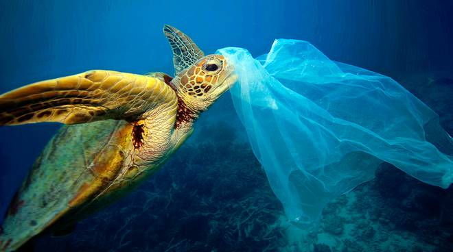 WWFitalia's tweet photo. #tartarughe marine, tra le specie più colpite dalla #plastica che invade i mari. Gli animali scambiano i sacchetti per meduse
"Wind e WWF per il Mediterraneo" a sostegno del Tour #plasticfree
#generazionemare
#CapitaleBlu https://t.co/Irw9HnJUBI