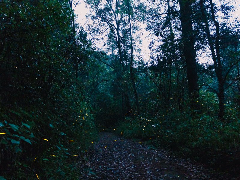 CasaBambule's tweet photo. ¿Sabías que las luciérnagas salen a principios de Junio? 
Si deseas vivir una experiencia mágica, visita Tepoztlán de noche y verás un espectáculo maravilloso #FelizDomingo #Domingo #Junio #Junio2018 #naturaleza #Animales #magia #EnJunioQuiero #ecology #nature #Earth #aventuras https://t.co/BGTBs6514r