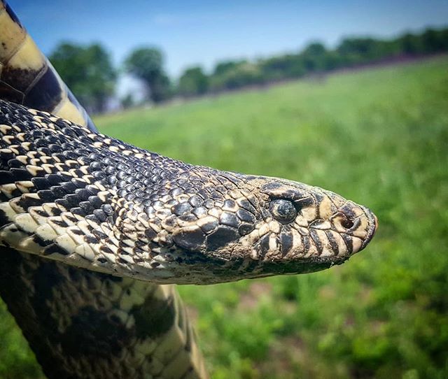 SethLaGrange's tweet photo. Close-up of the bull snake (Pituophis catenifer) from a few weeks ago. Would have loved to see this guy after a good shed. Can't wait to go find more of these awesome snakes!

#beardedbiologist #pituophis #bullsnake #snakesofinstagram #snakeresearch #sna… https://t.co/ZUEwL2BBeZ https://t.co/oPG6T6pecM