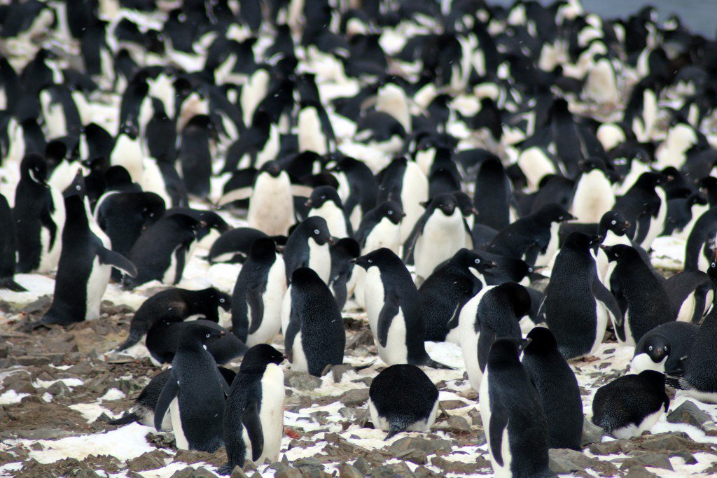With drones and satellites, researchers discover 1.5 million penguins they missed the first time: ow.ly/Dvny50hv6GM
