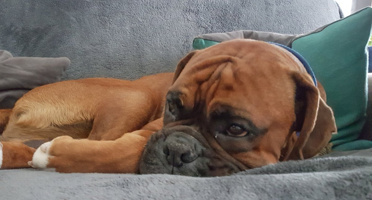 fight_director's tweet photo. #Angus the #boxerdog is sleepily watching his fav tv show @BBCCountryfile and learning about #TheQueen and the #RoyalEstates https://t.co/dIegbHQDQX