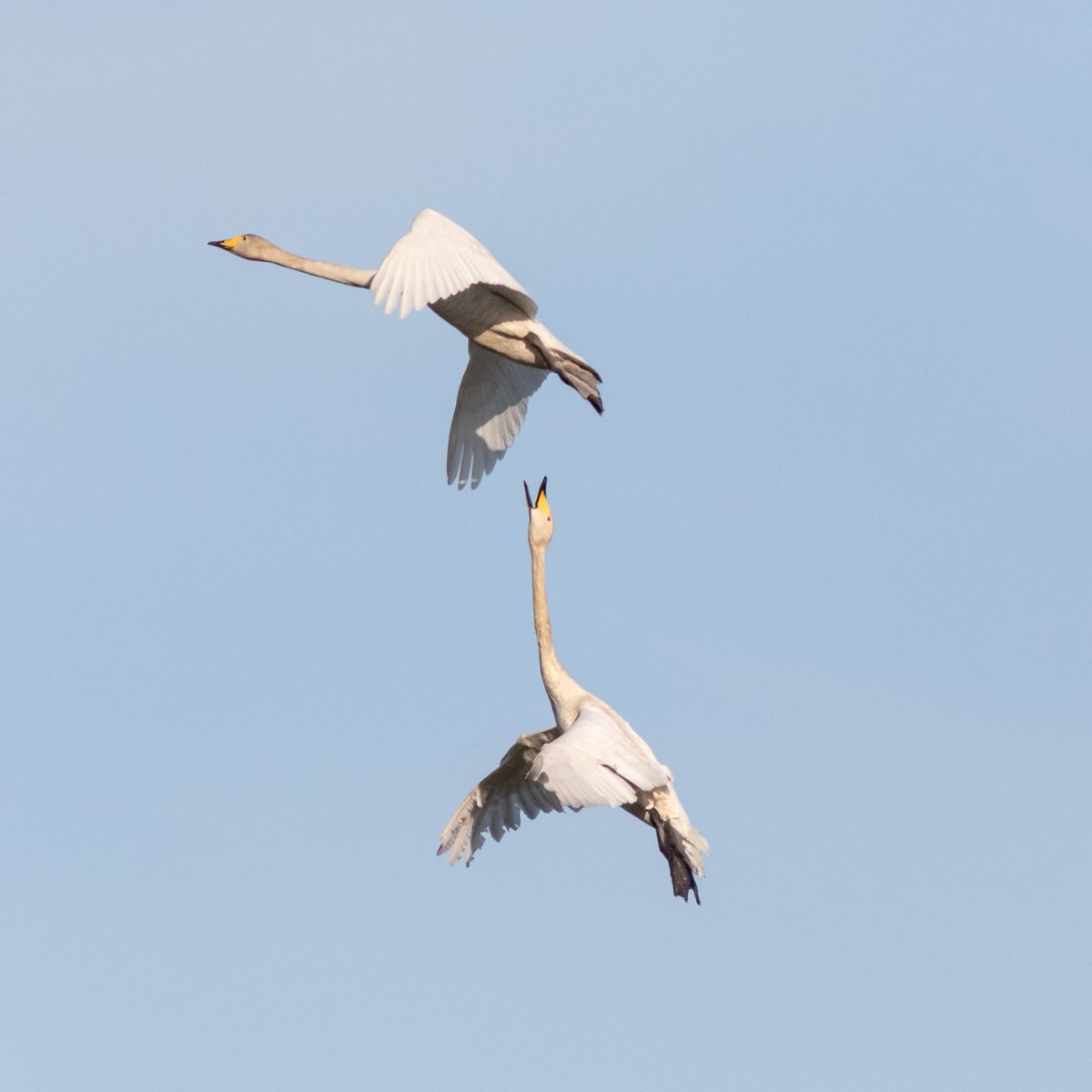 Immor07's tweet image. Meiningistä päätellen nämä eivät olleet parhaita kavereita #luonto #linnut #Canonekesä