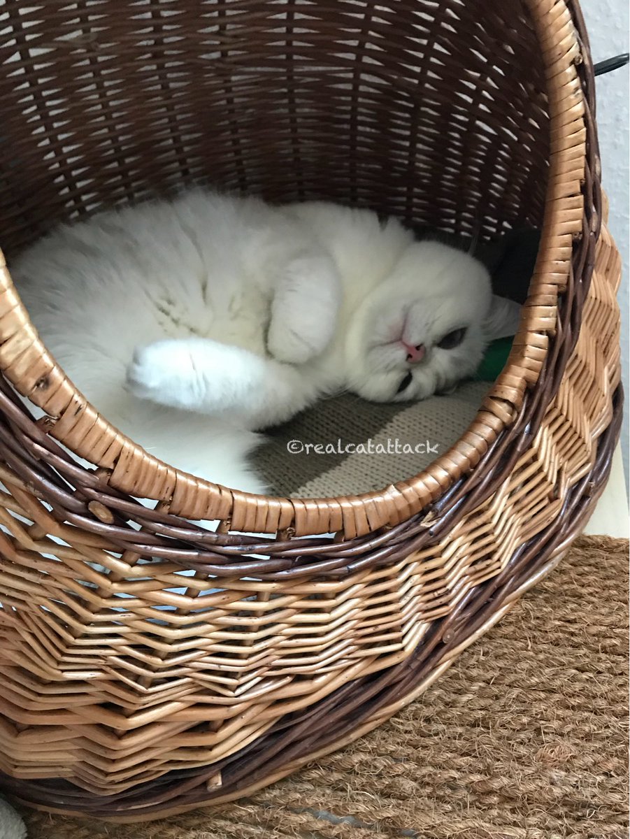 Napping is fun 😺 celebrating #CatBasketSunday instead of #CatBoxSunday #SundayFunday #CatsOfTwitter